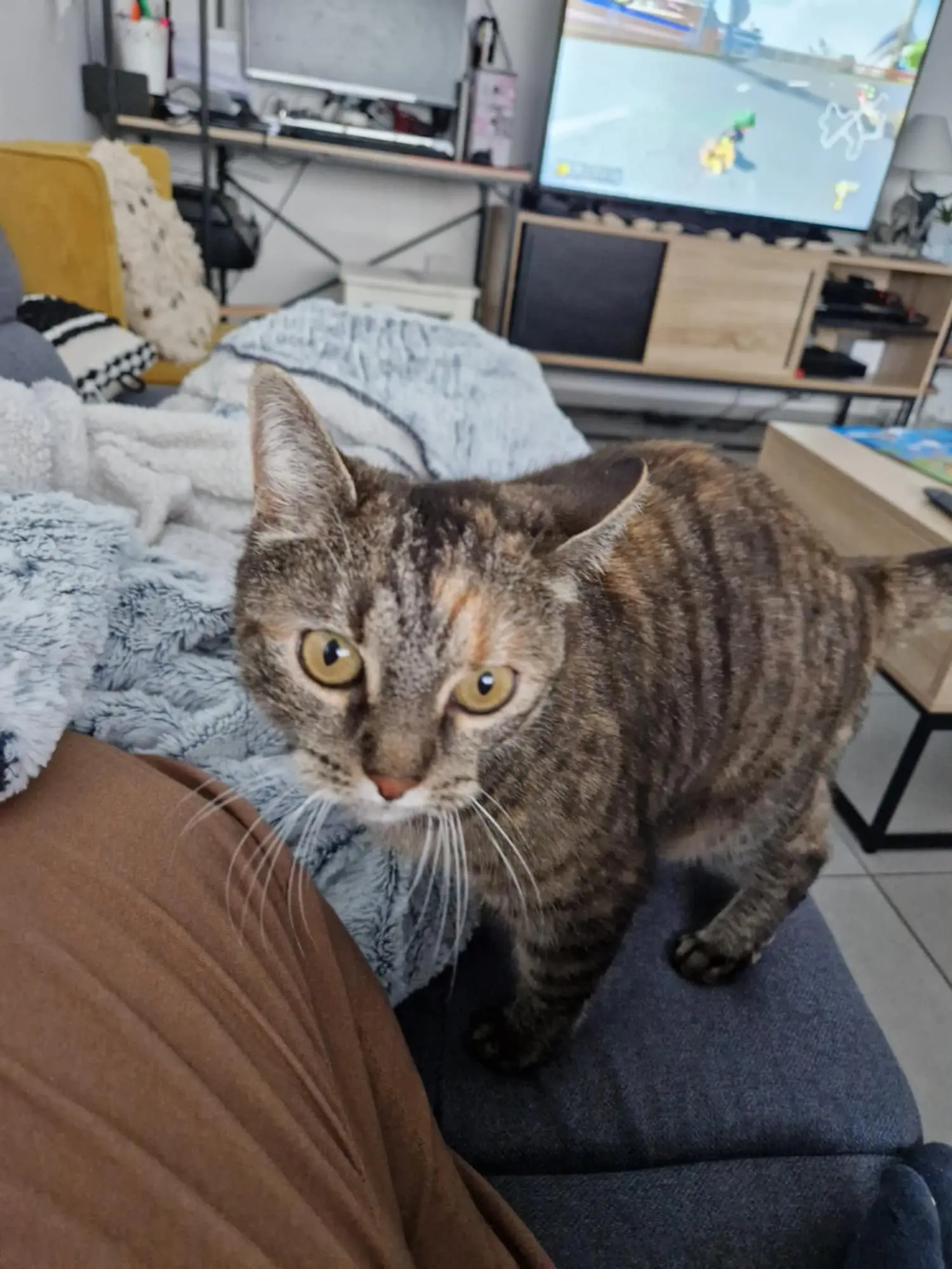 Chatte Perdue 36 Indre Chatte Perdue 36 Indre