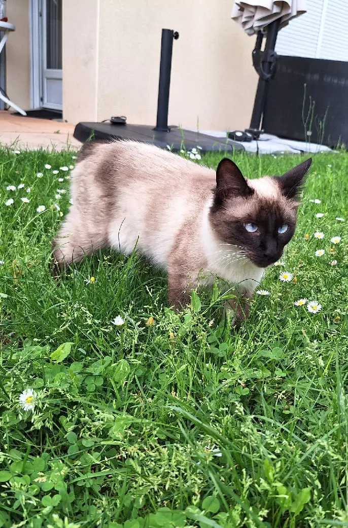 Chatte Perdue 36 Indre Chatte Perdue 36 Indre