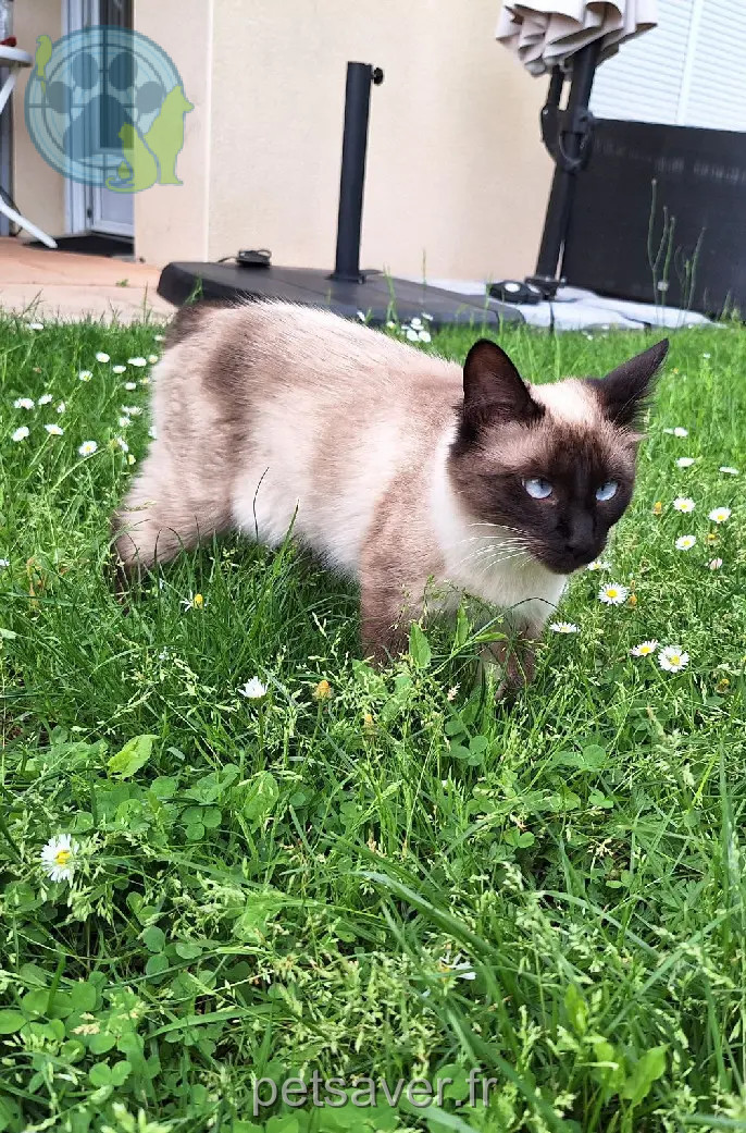 Chatte Perdue 36 Indre Chatte Perdue 36 Indre