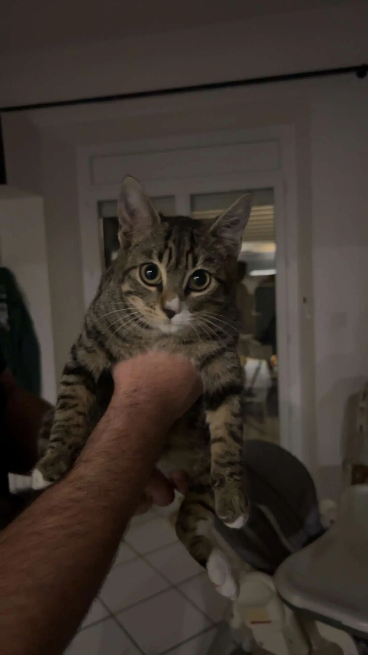 Chatte Perdue 36 Indre - Josie Chatte Perdue 36 Indre - Josie