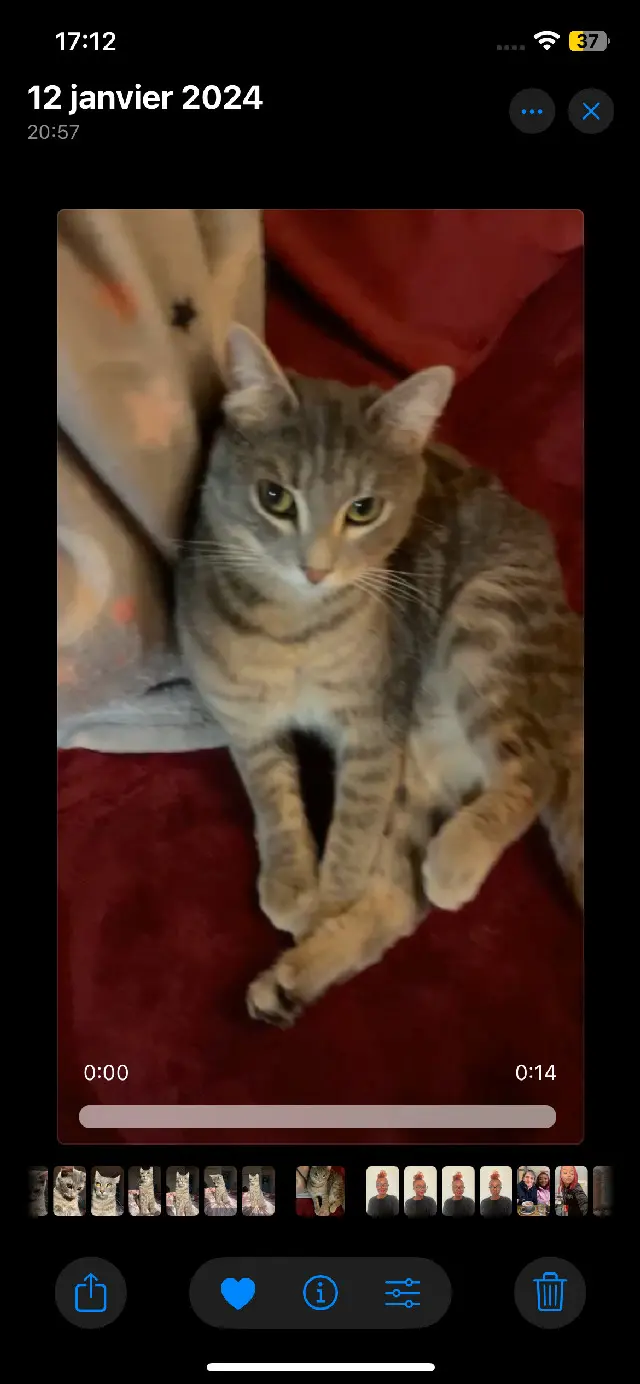 Chatte Perdue 36 Indre Chatte Perdue 36 Indre
