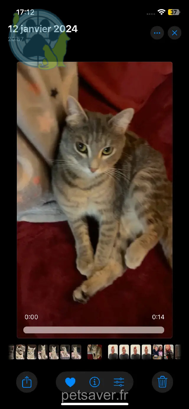 Chatte Perdue 36 Indre Chatte Perdue 36 Indre