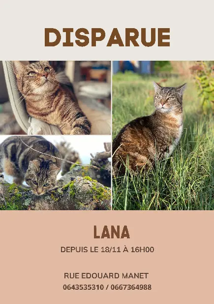 Chatte Perdue 36 Indre - Lana Chatte Perdue 36 Indre - Lana