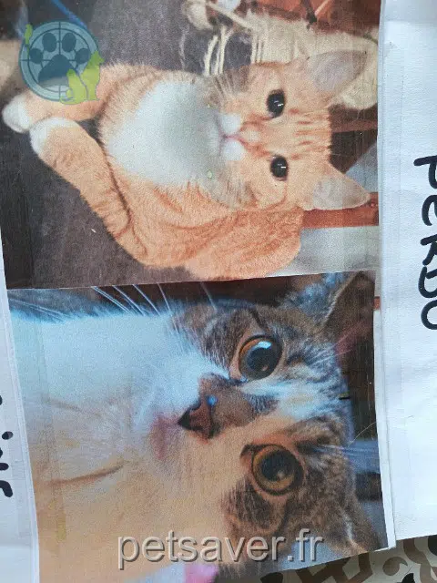 chatte perdue 36230 Sarzay Larousse chatte lost 36230 Sarzay Larousse