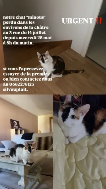 chatte lost   36400 La Châtre Lebeau