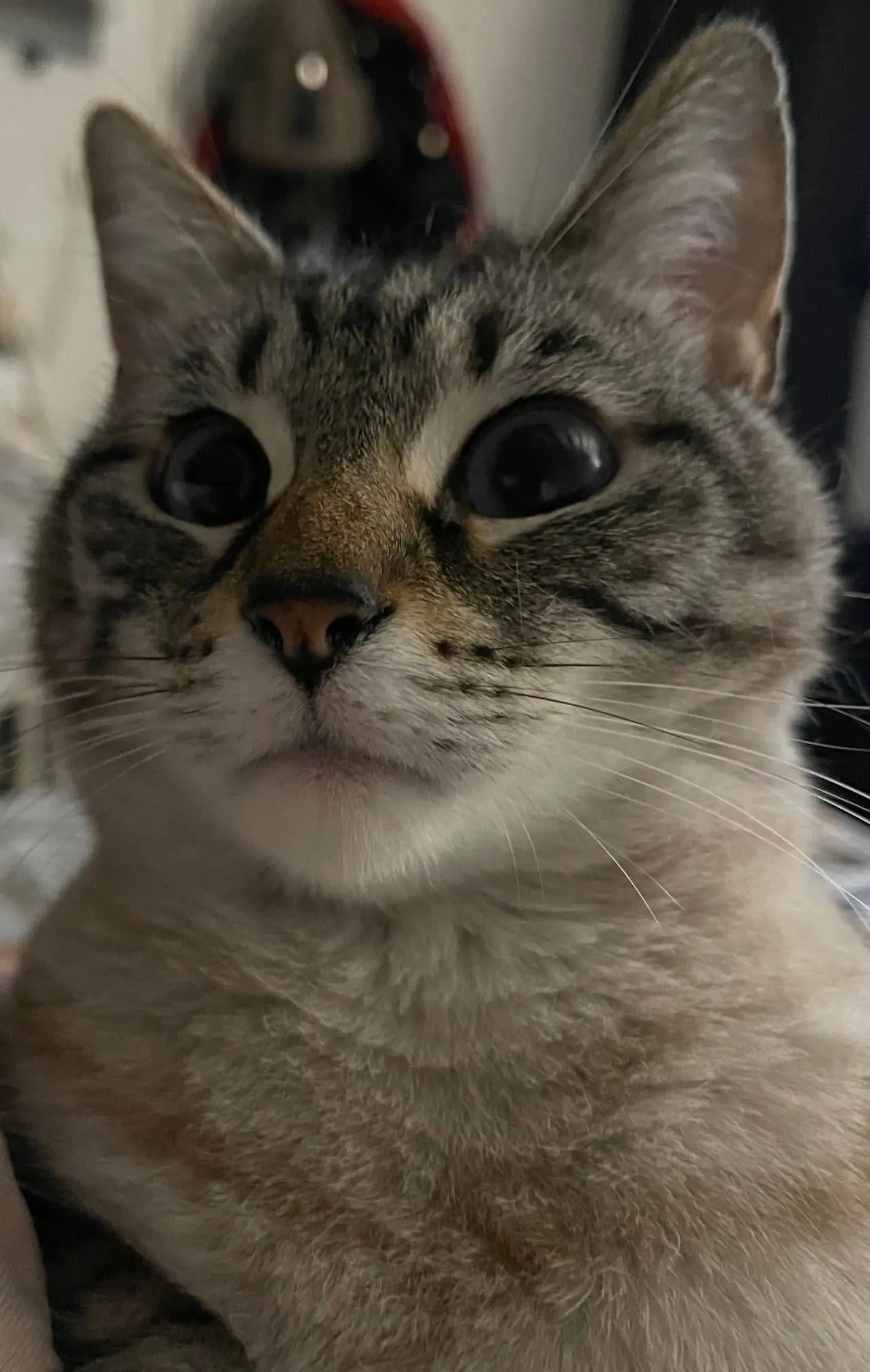 Chatte Perdue 36 Indre - Lili Chatte Perdue 36 Indre - Lili
