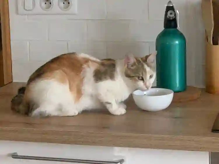 Chatte Perdue 36 Indre - Lilo Chatte Perdue 36 Indre - Lilo