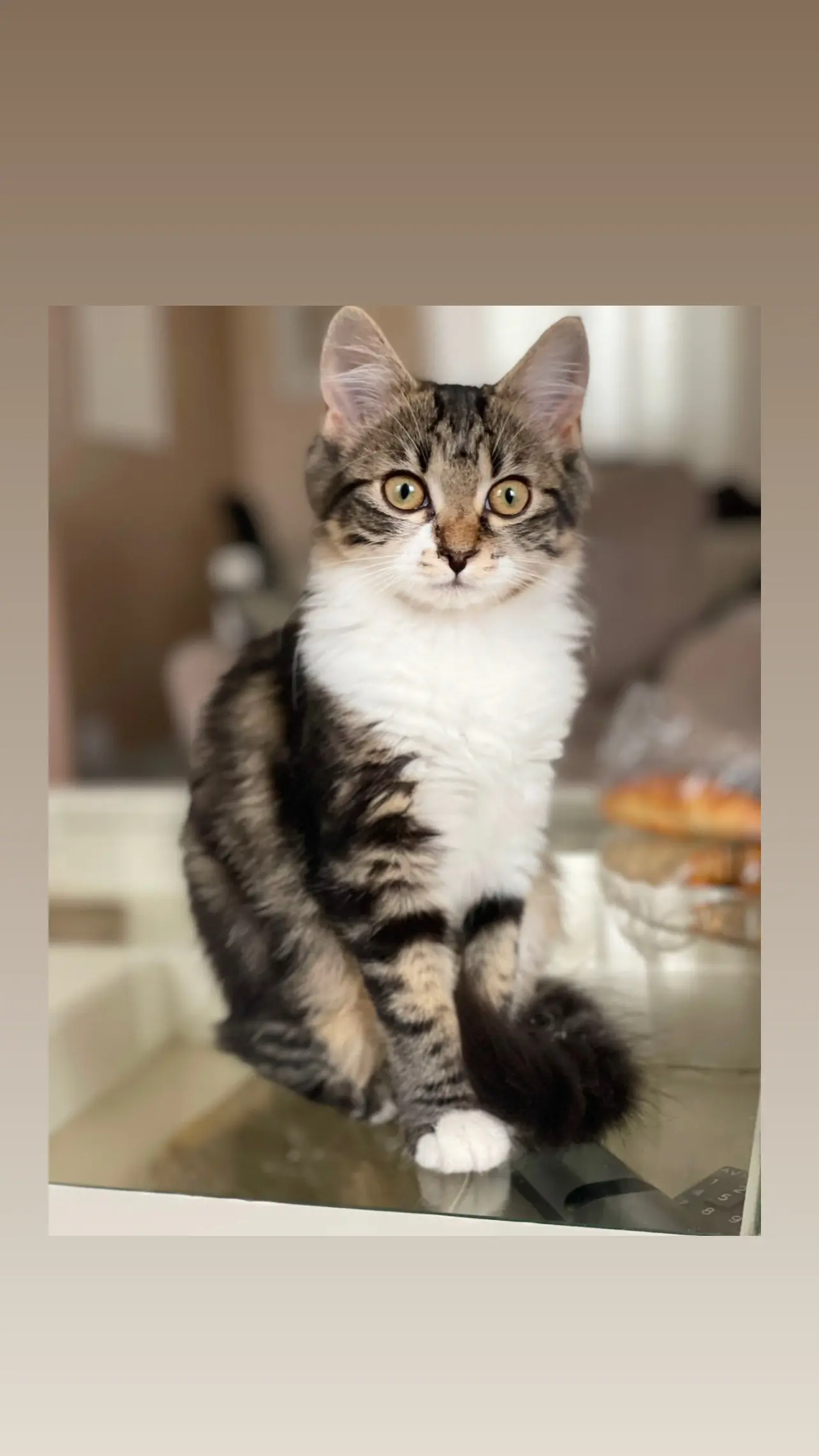 chatte lost  D 51 36230 Sarzay Luna