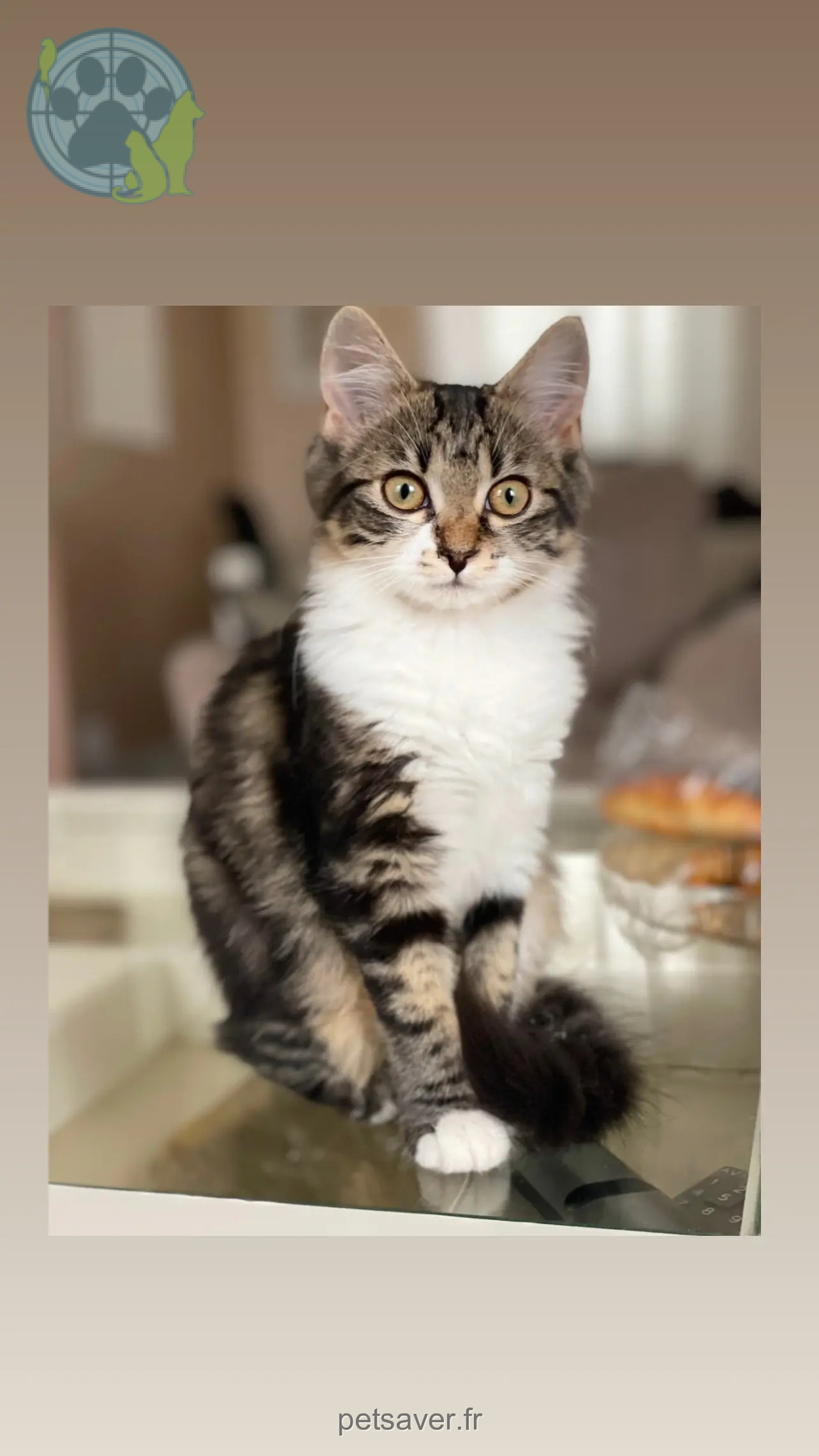 Katze vermisst D 51 36230 Sarzay Luna Katze lost D 51 36230 Sarzay Luna