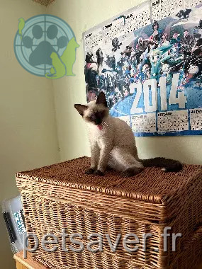 Chatte Perdue 36 Indre Chatte Perdue 36 Indre