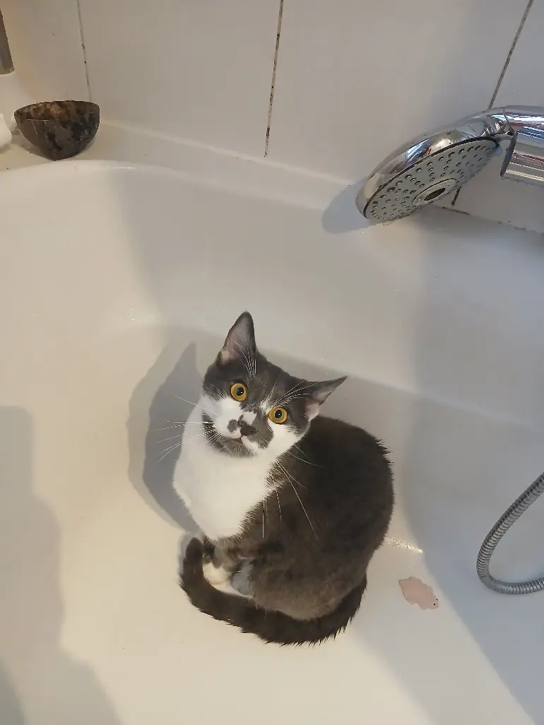 Chatte Perdue 36 Indre Chatte Perdue 36 Indre