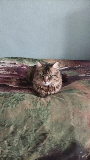 chatte lost   36000 Châteauroux Madison