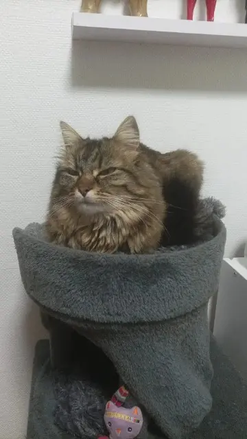 chatte lost   36000 Châteauroux Madison