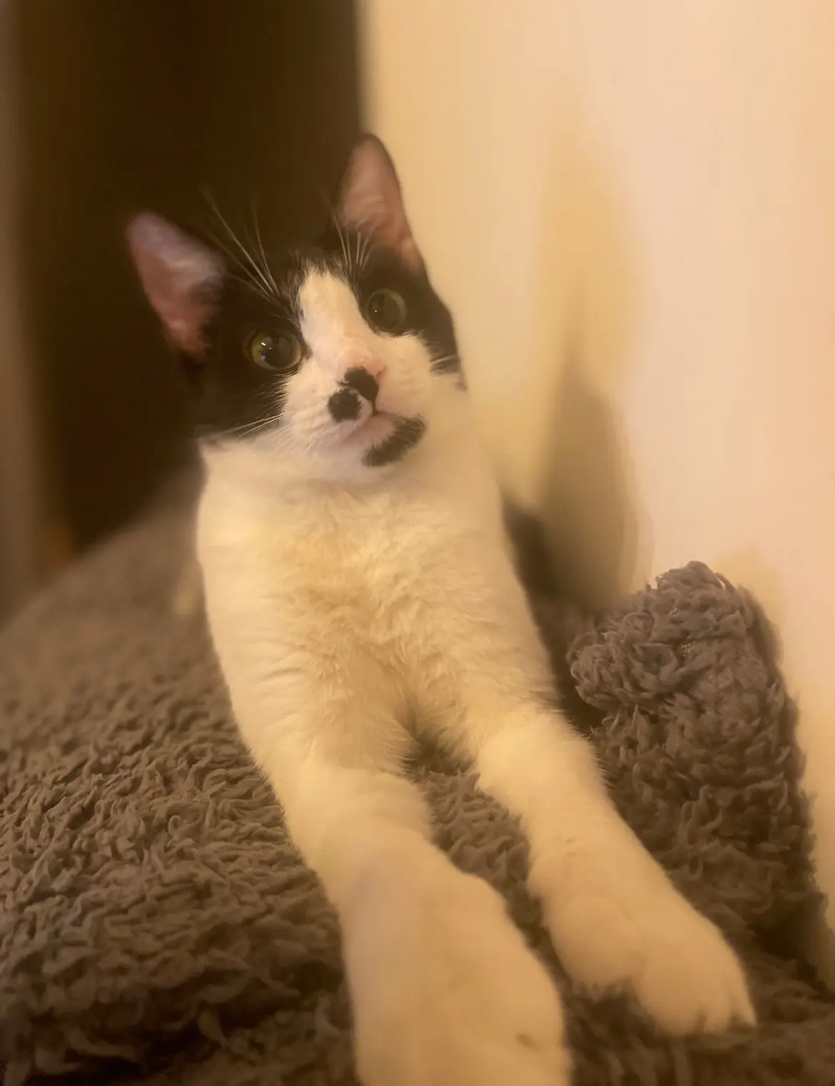 Chatte Perdue 36 Indre - Maki Chatte Perdue 36 Indre - Maki