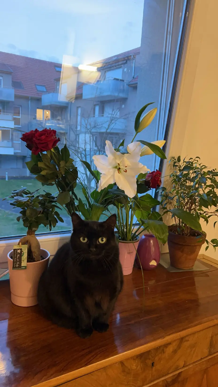 Chatte Perdue 36 Indre - Meya Chatte Perdue 36 Indre - Meya
