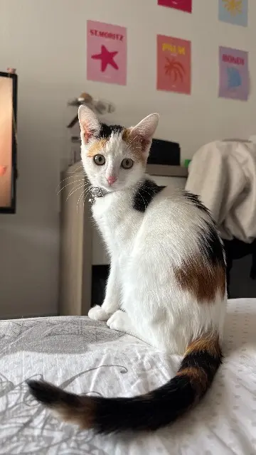 chatte lost   36230 Sarzay Mia