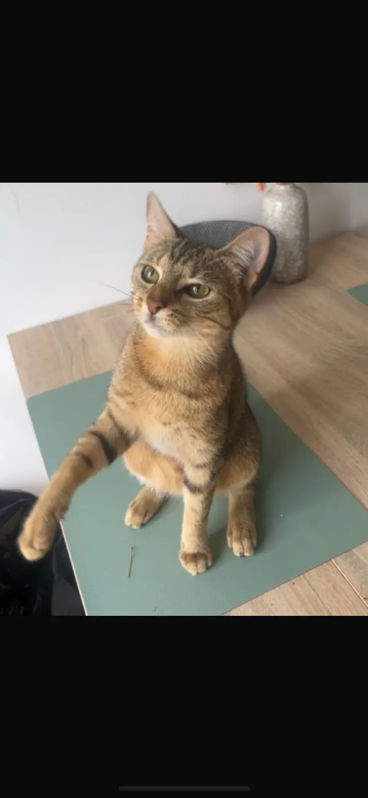 Chatte Perdue 36 Indre - Michta Chatte Perdue 36 Indre - Michta