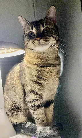 Chatte Perdue 36 Indre - Mila Chatte Perdue 36 Indre - Mila