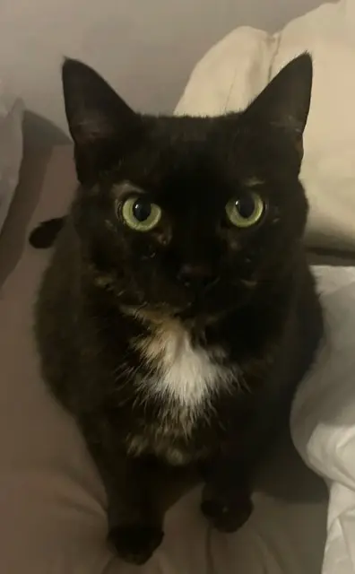 chatte lost   36250 Saint-Maur Mimi