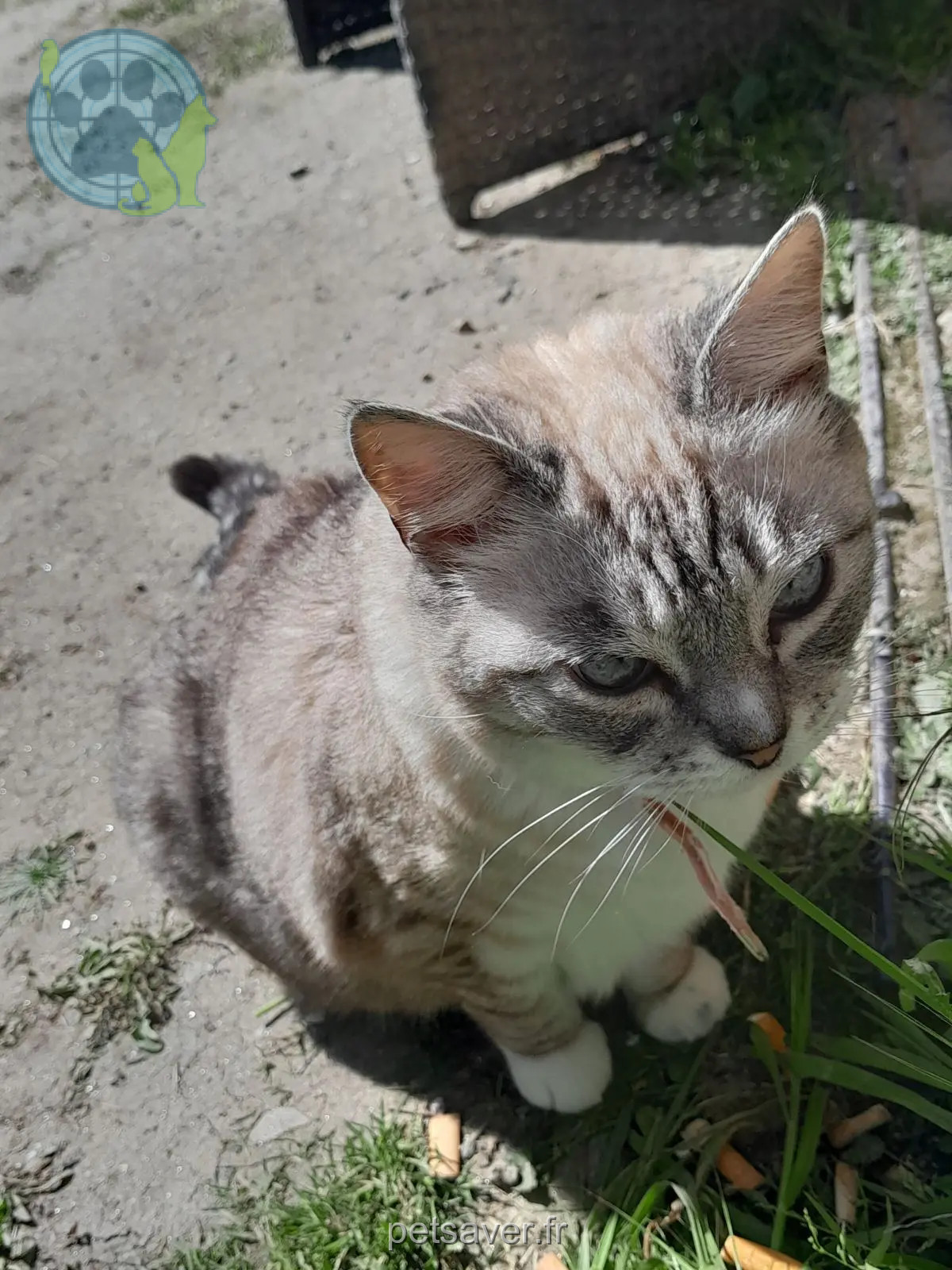 Chatte Perdue 36 Indre - Mimi Chatte Perdue 36 Indre - Mimi