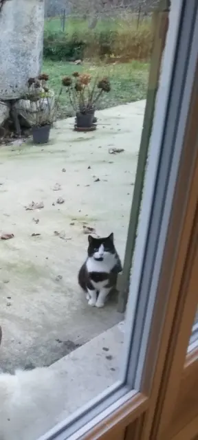 chatte lost   36700 Châtillon-sur-Indre Minette