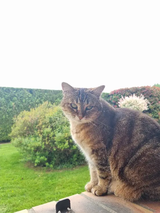 Chatte Perdue 36 Indre - Minette Chatte Perdue 36 Indre - Minette