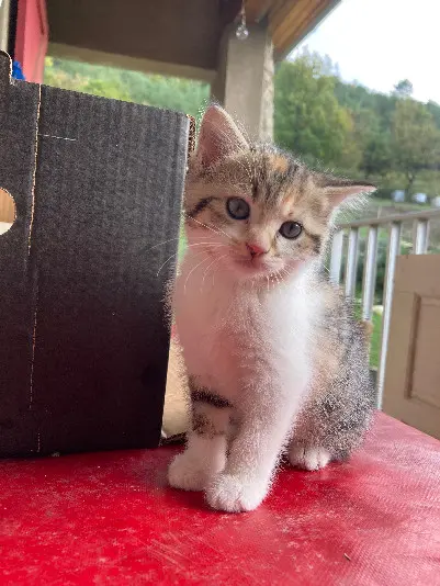 Chatte Perdue 36 Indre - Minysis Chatte Perdue 36 Indre - Minysis