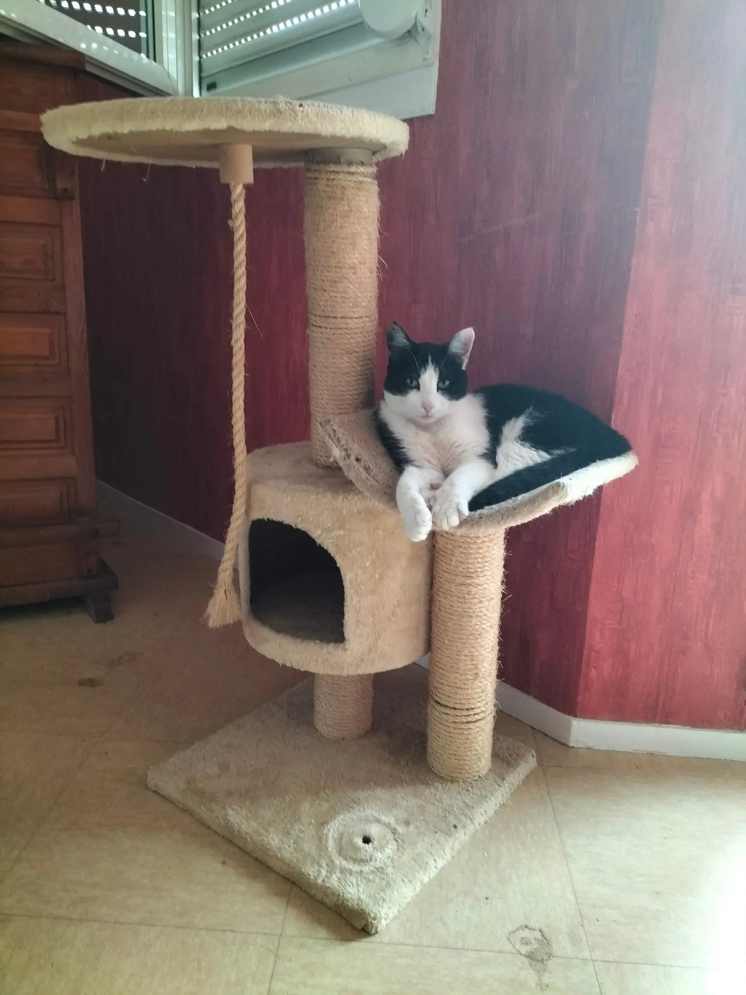 Chatte Perdue 36 Indre - Moumoune Chatte Perdue 36 Indre - Moumoune