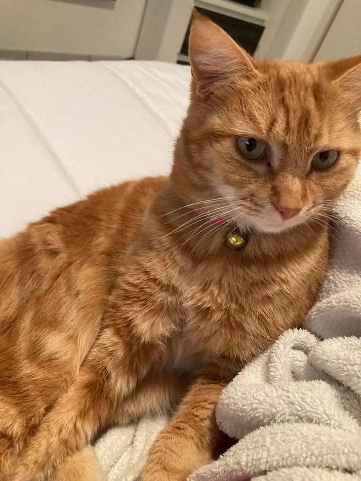 Chatte Perdue 36 Indre - Mowgli Chatte Perdue 36 Indre - Mowgli