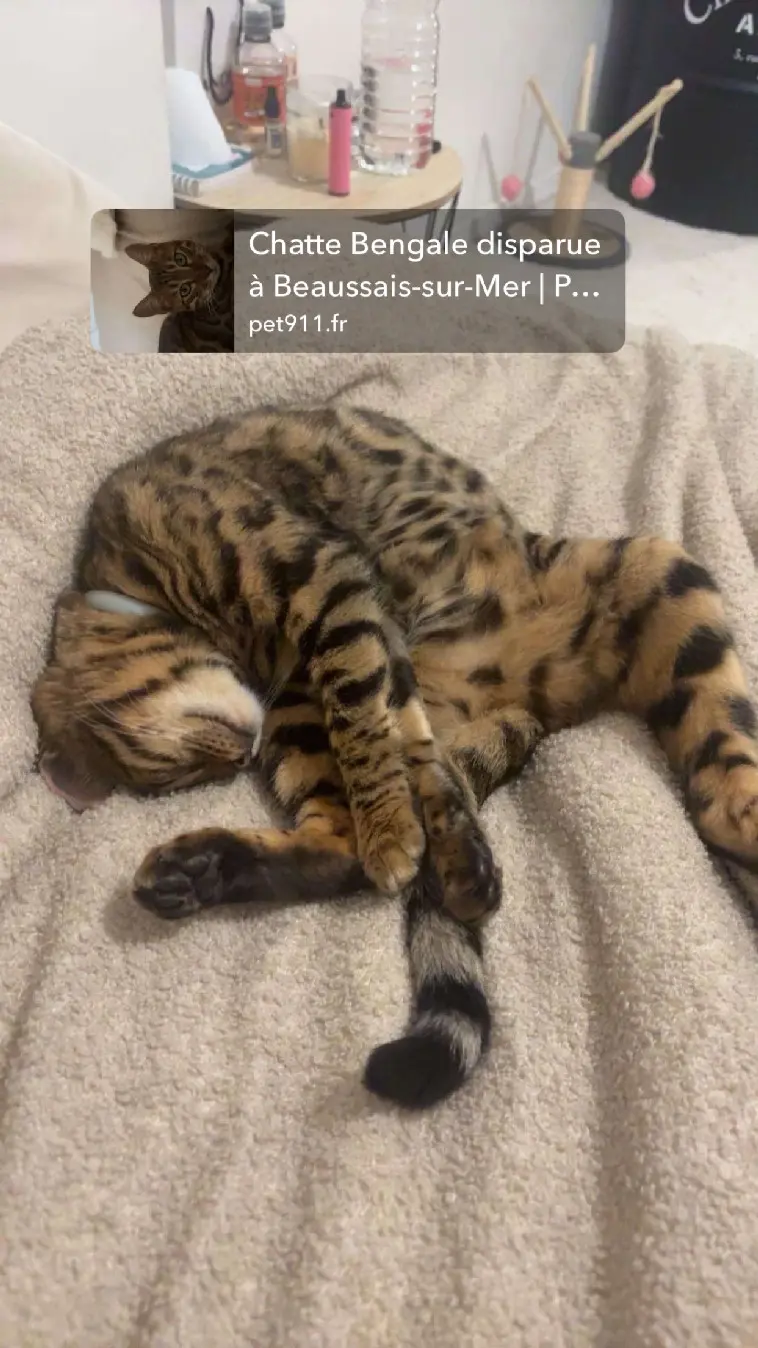 Chatte Perdue 36 Indre - Nakoma Chatte Perdue 36 Indre - Nakoma