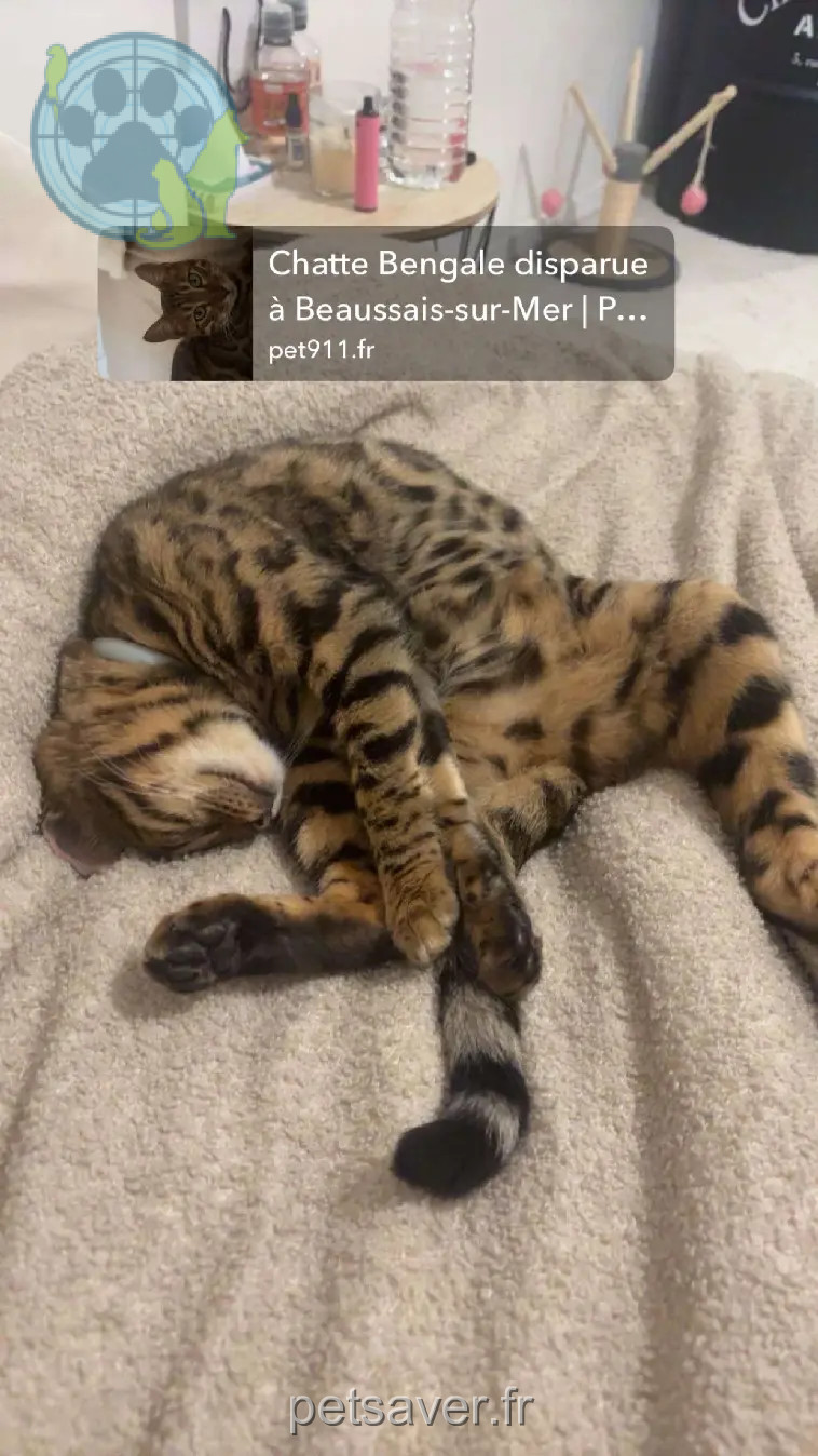 Chatte Perdue 36 Indre - Nakoma Chatte Perdue 36 Indre - Nakoma