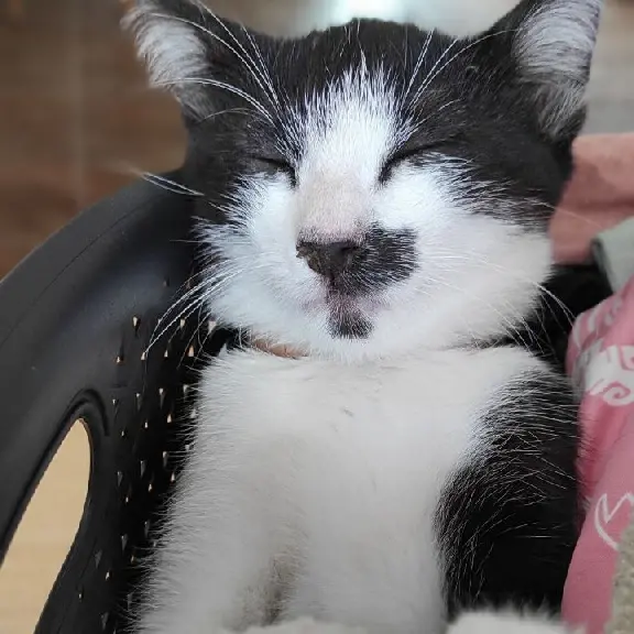 Chatte Perdue 36 Indre - Nala Chatte Perdue 36 Indre - Nala