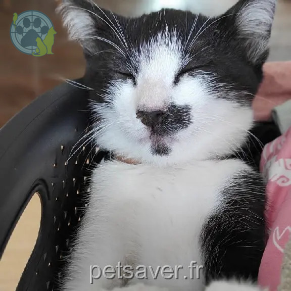 Chatte Perdue 36 Indre - Nala Chatte Perdue 36 Indre - Nala