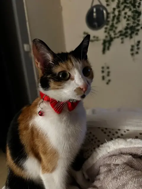 chatte lost   36130 Déols Nami