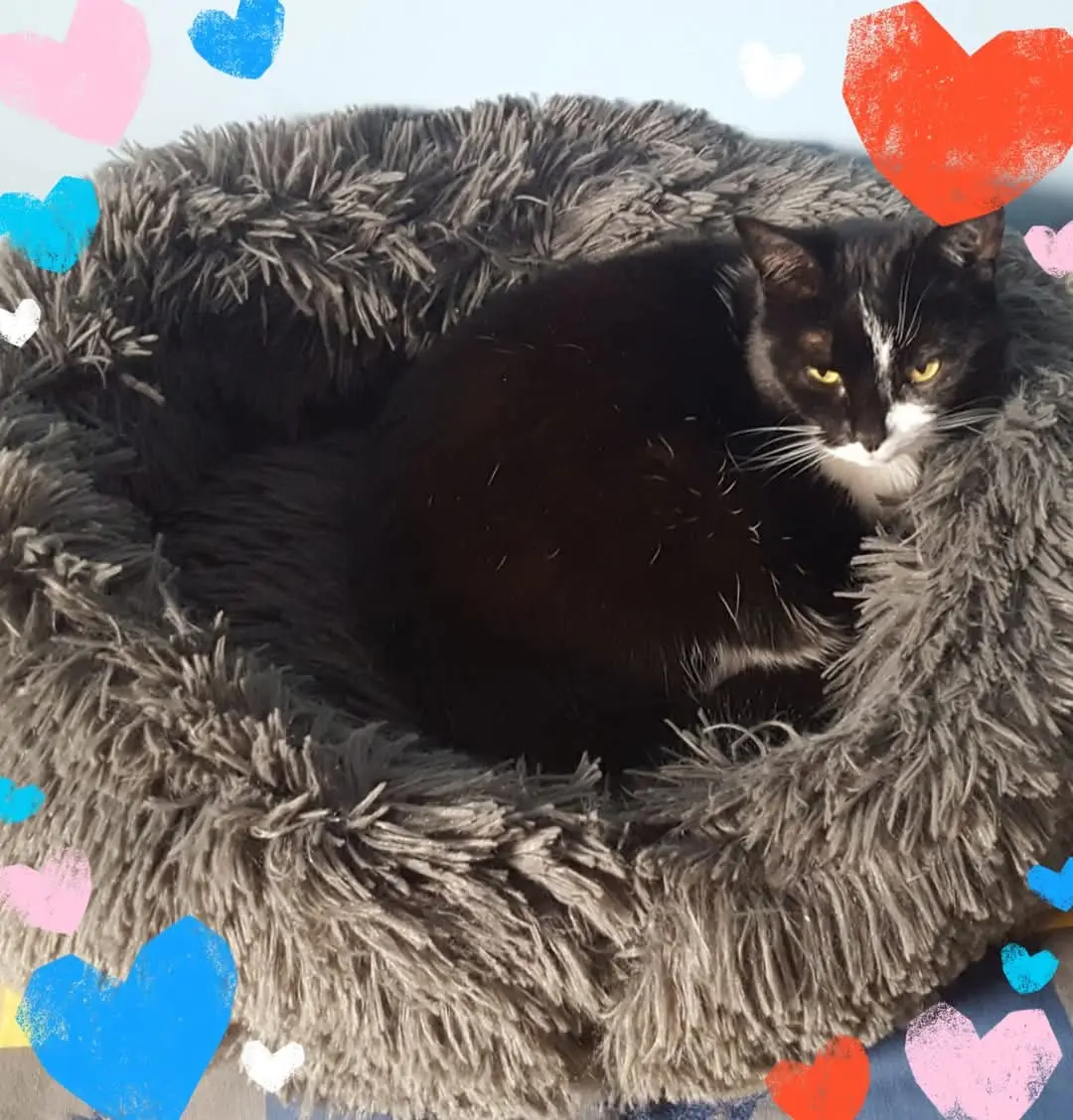 Chatte Perdue 36 Indre - Nouchette Chatte Perdue 36 Indre - Nouchette