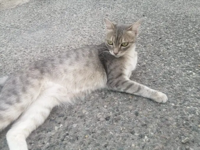 Katze vermisst D 51 36230 Sarzay Nouchka Katze lost D 51 36230 Sarzay Nouchka