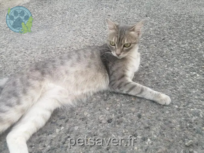cat lost D 51 36230 Sarzay Nouchka cat lost D 51 36230 Sarzay Nouchka