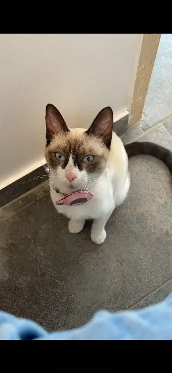 chatte perdue D 51 36230 Sarzay Orea chatte lost D 51 36230 Sarzay Orea