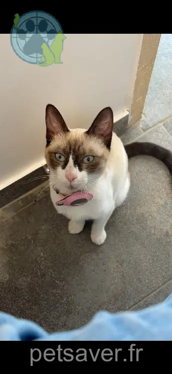 kat vermist D 51 36230 Sarzay Orea kat lost D 51 36230 Sarzay Orea