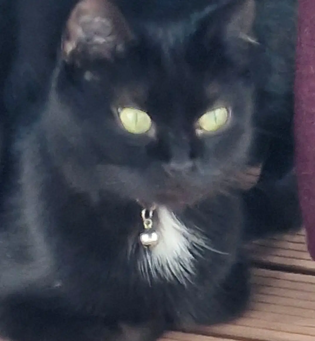 chatte lost   36100 Issoudun Oreo