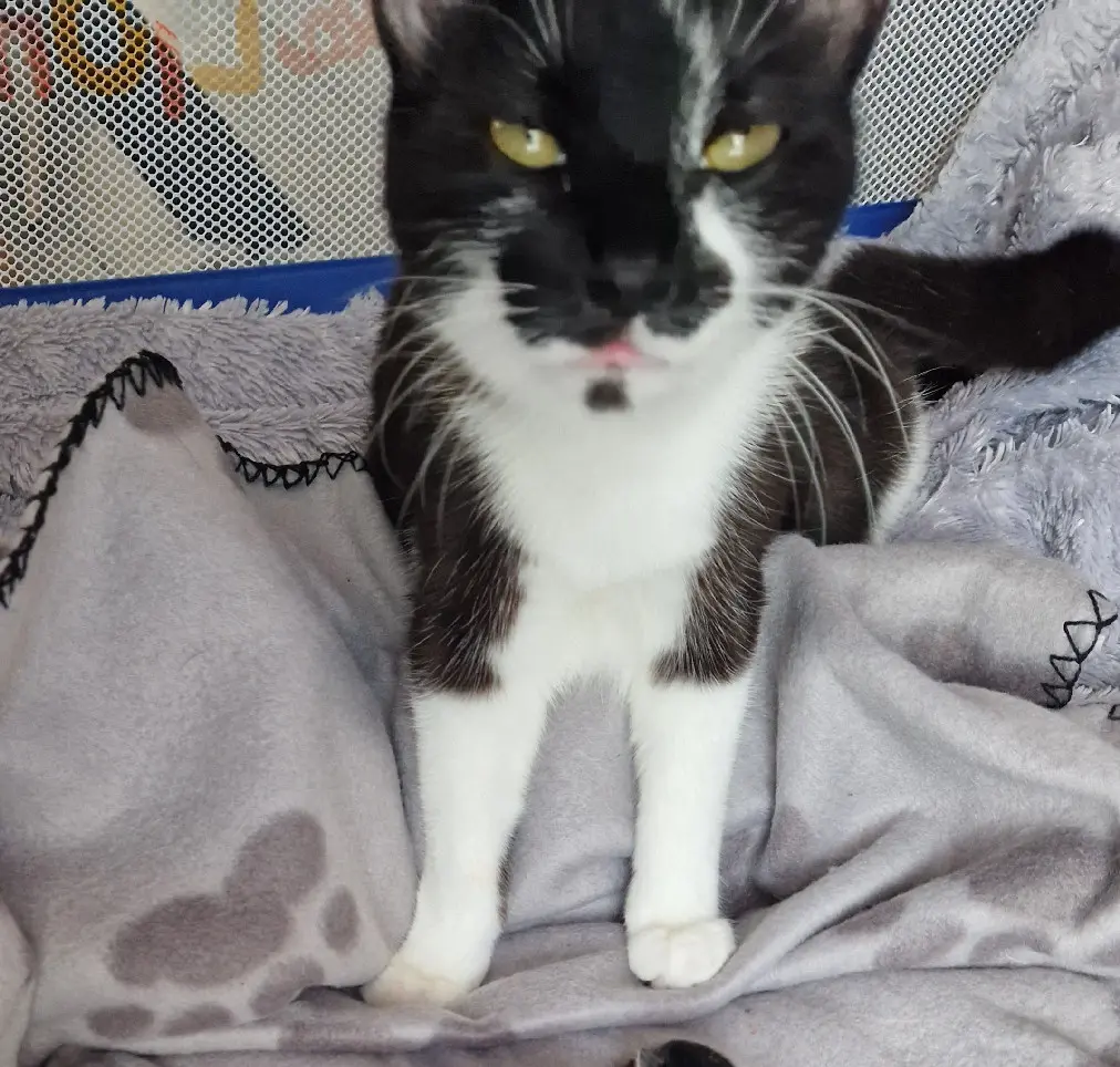 cat lost D 51 36230 Sarzay cat lost D 51 36230 Sarzay