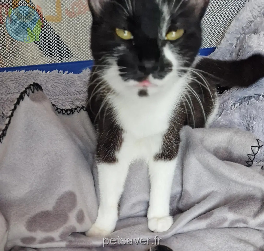 chatte perdue D 51 36230 Sarzay chatte lost D 51 36230 Sarzay