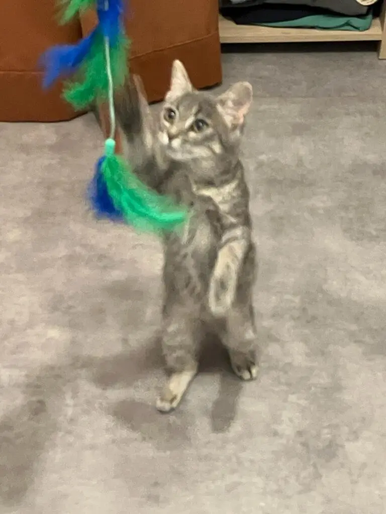 Chatte Perdue 36 Indre - Perle Chatte Perdue 36 Indre - Perle