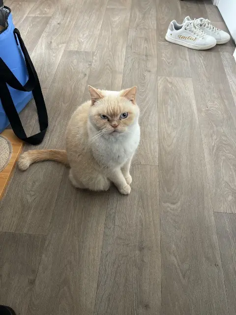chatte lost   36150 Meunet-sur-Vatan Perles