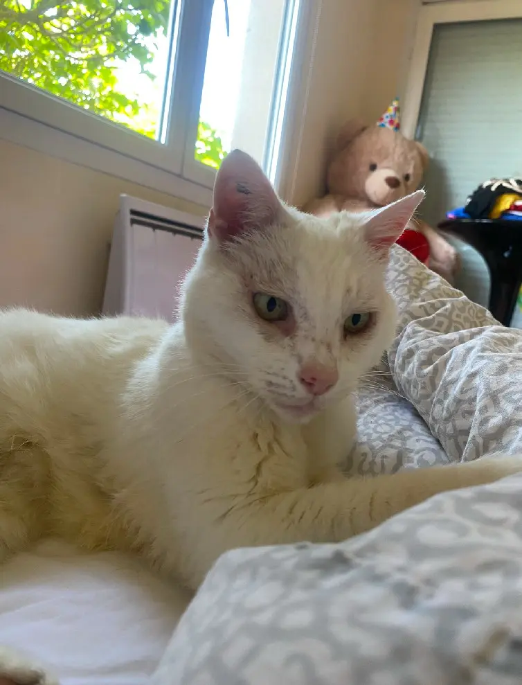 Chatte Perdue 36 Indre - Pipite Chatte Perdue 36 Indre - Pipite
