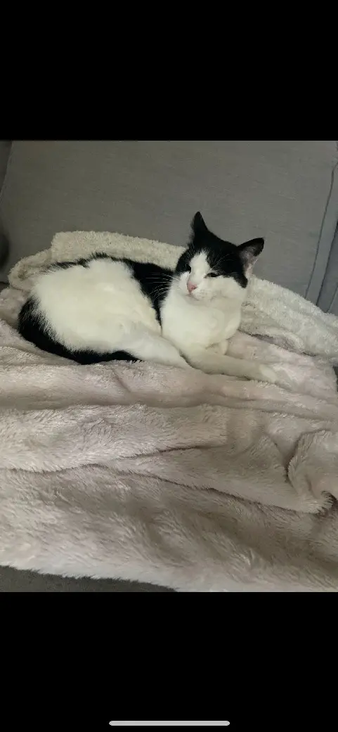 Chatte Perdue 36 Indre - Pitchoune Chatte Perdue 36 Indre - Pitchoune