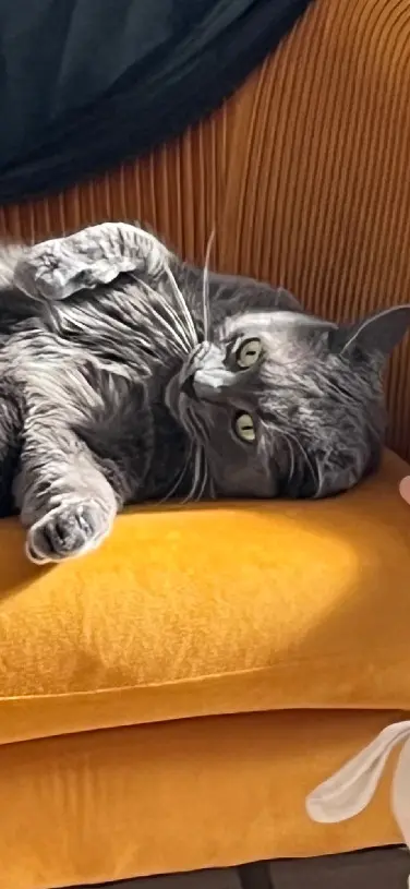 gata perdida D 51 36230 Sarzay Plume gata lost D 51 36230 Sarzay Plume