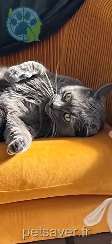 gata perdida D 51 36230 Sarzay Plume gata lost D 51 36230 Sarzay Plume