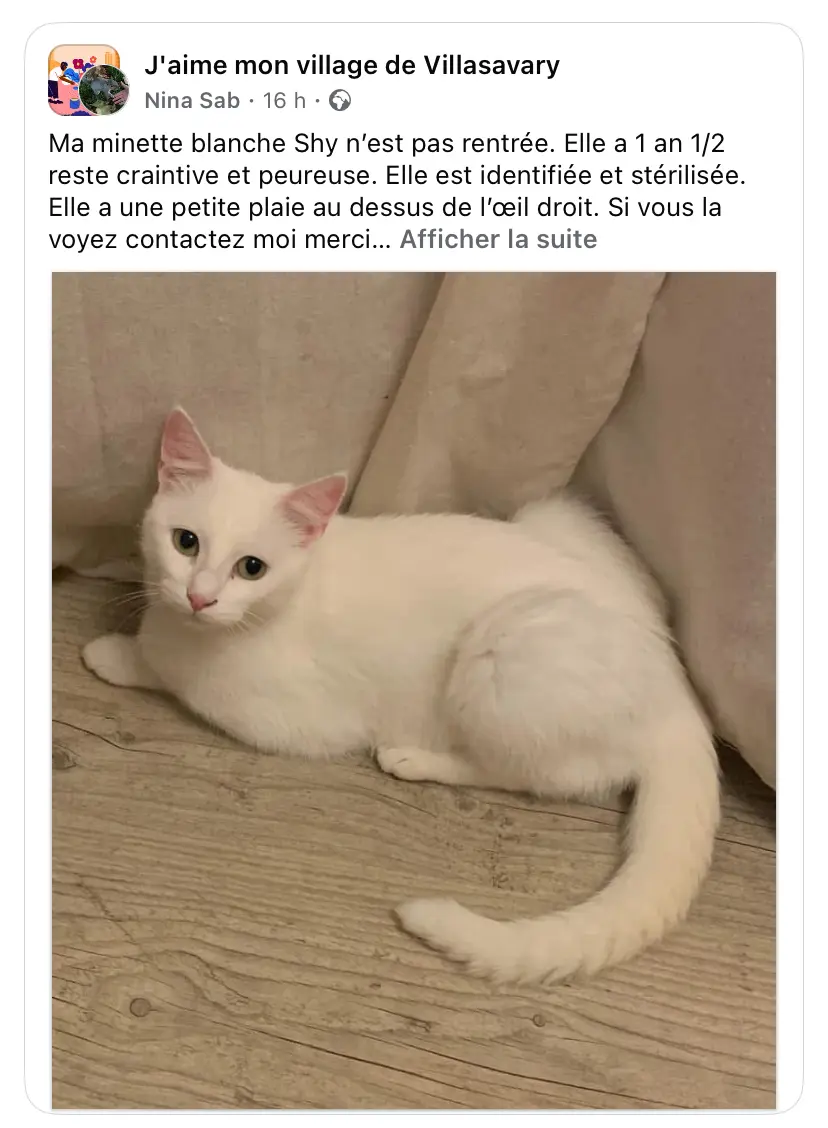 Chatte Perdue 36 Indre Chatte Perdue 36 Indre
