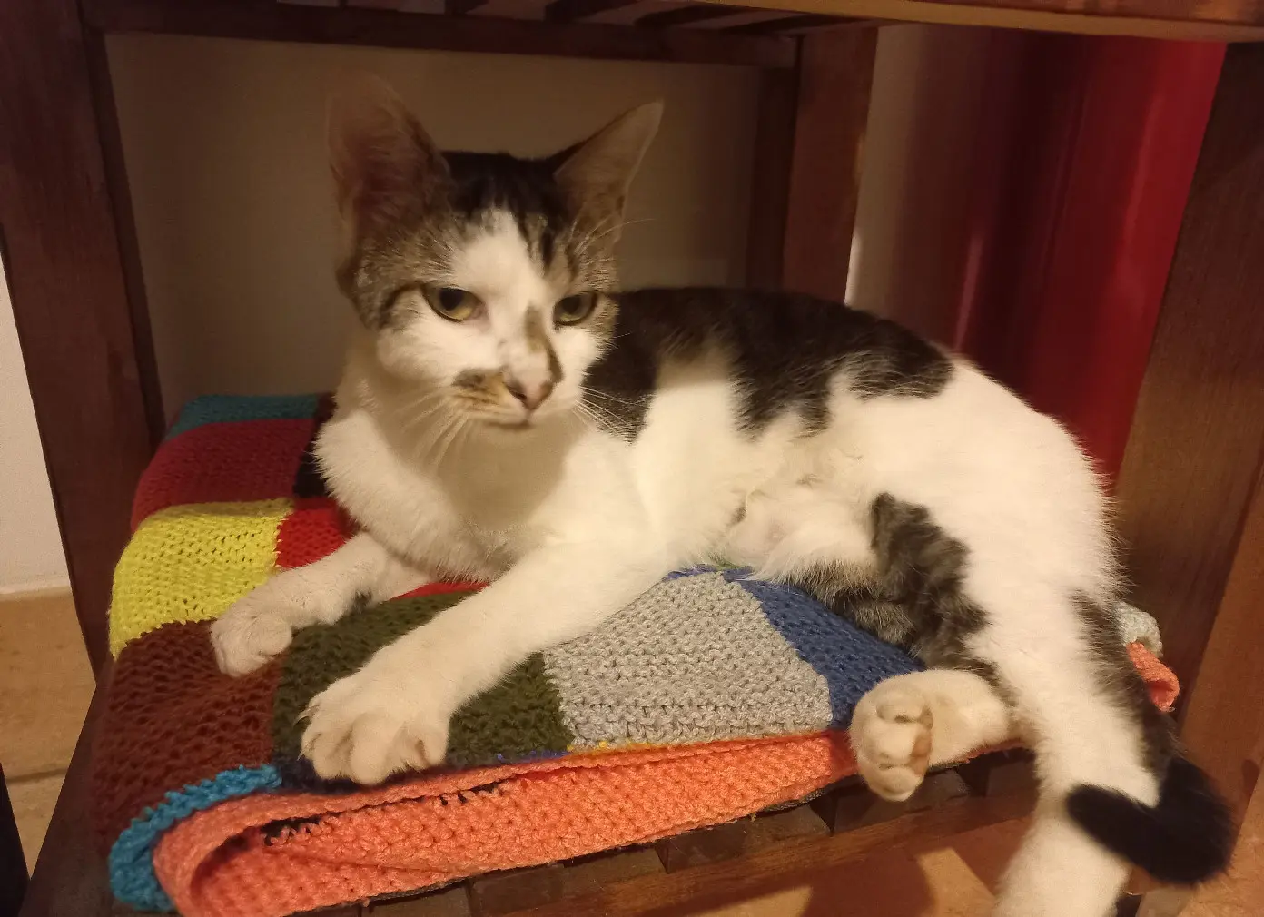Chatte Perdue 36 Indre - Praline Chatte Perdue 36 Indre - Praline